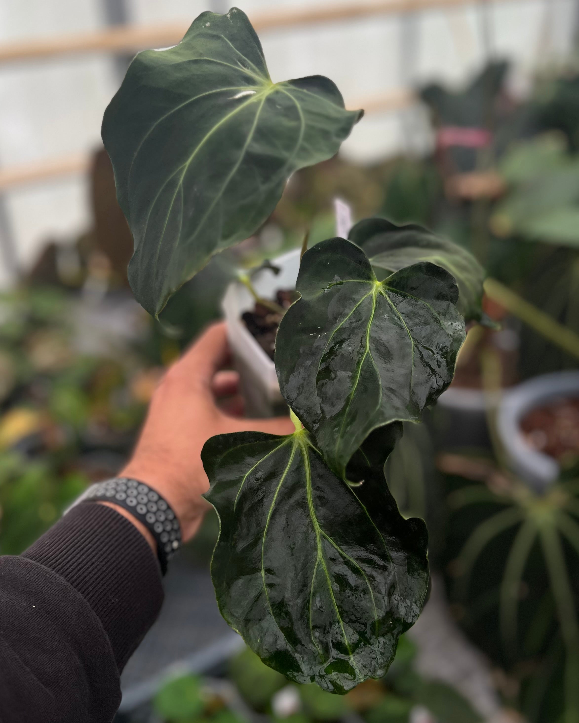 Anthurium papillilaminum (FSx(FSxRL)) x carlablackiae District - Mutation