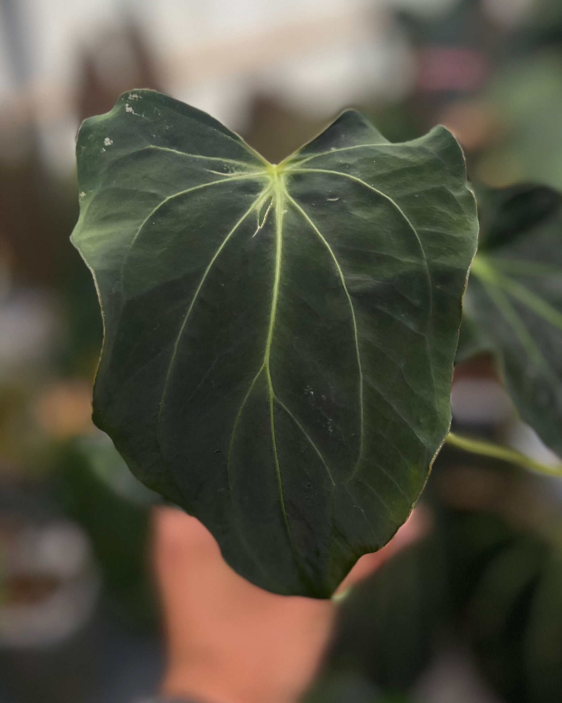 Anthurium papillilaminum (FSx(FSxRL)) x carlablackiae District - Mutation
