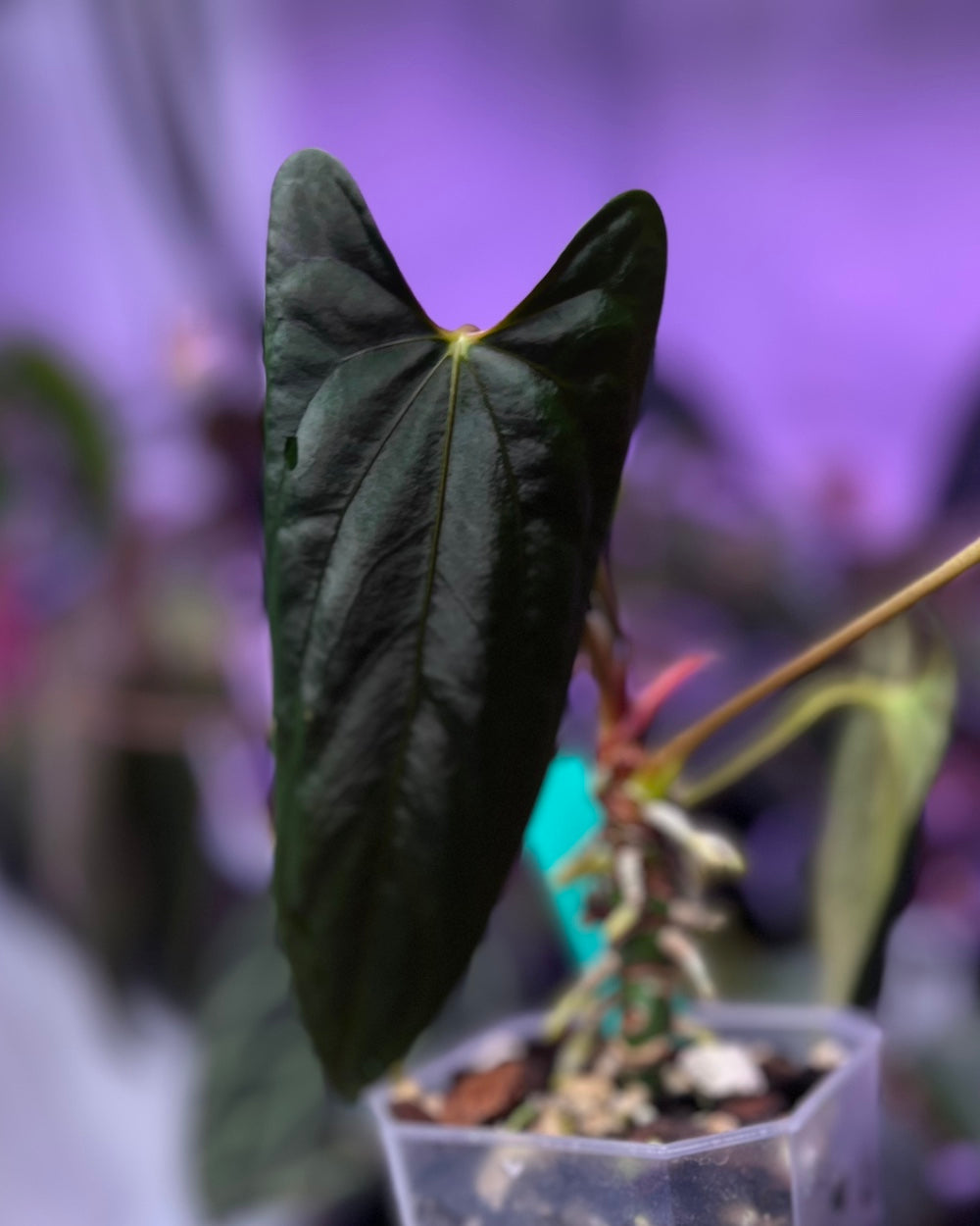 Anthurium papillilaminum Marie X papillilaminum FSxRL flat (Grim Reaper)