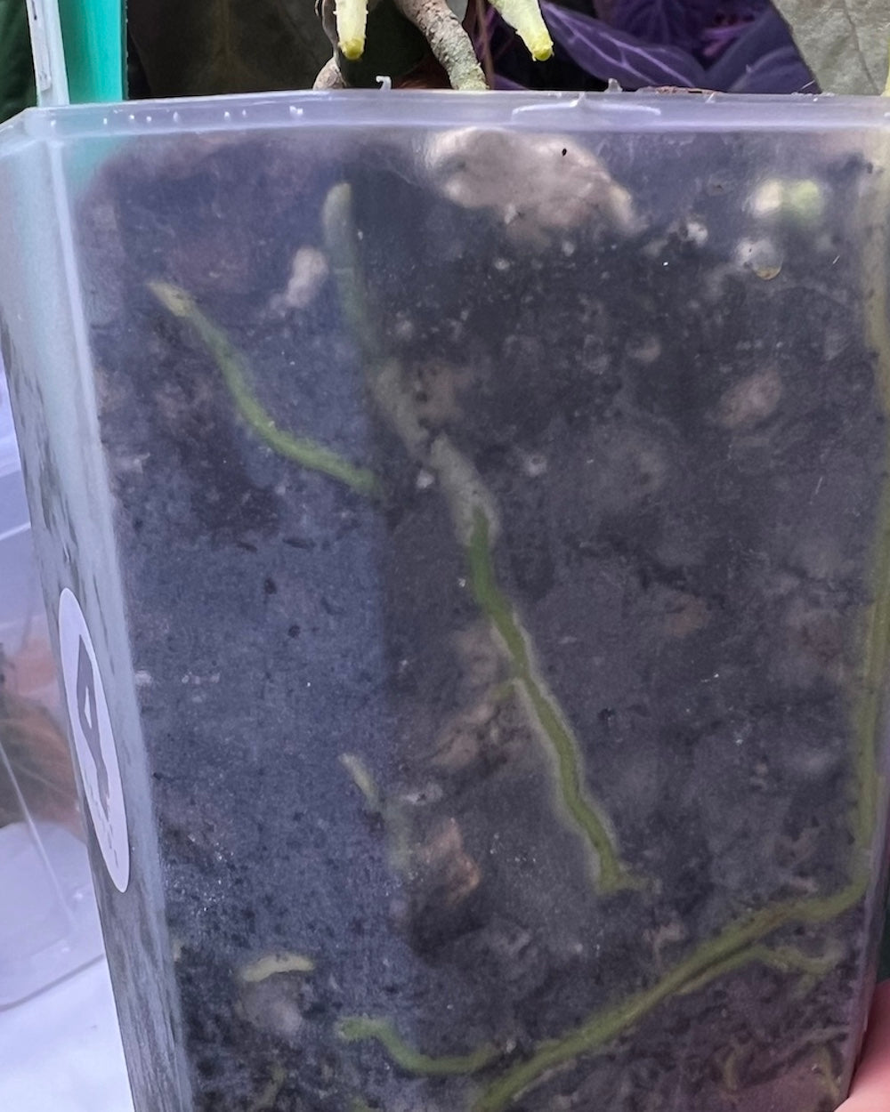 Anthurium papillilaminum Marie X papillilaminum FSxRL flat (Grim Reaper)