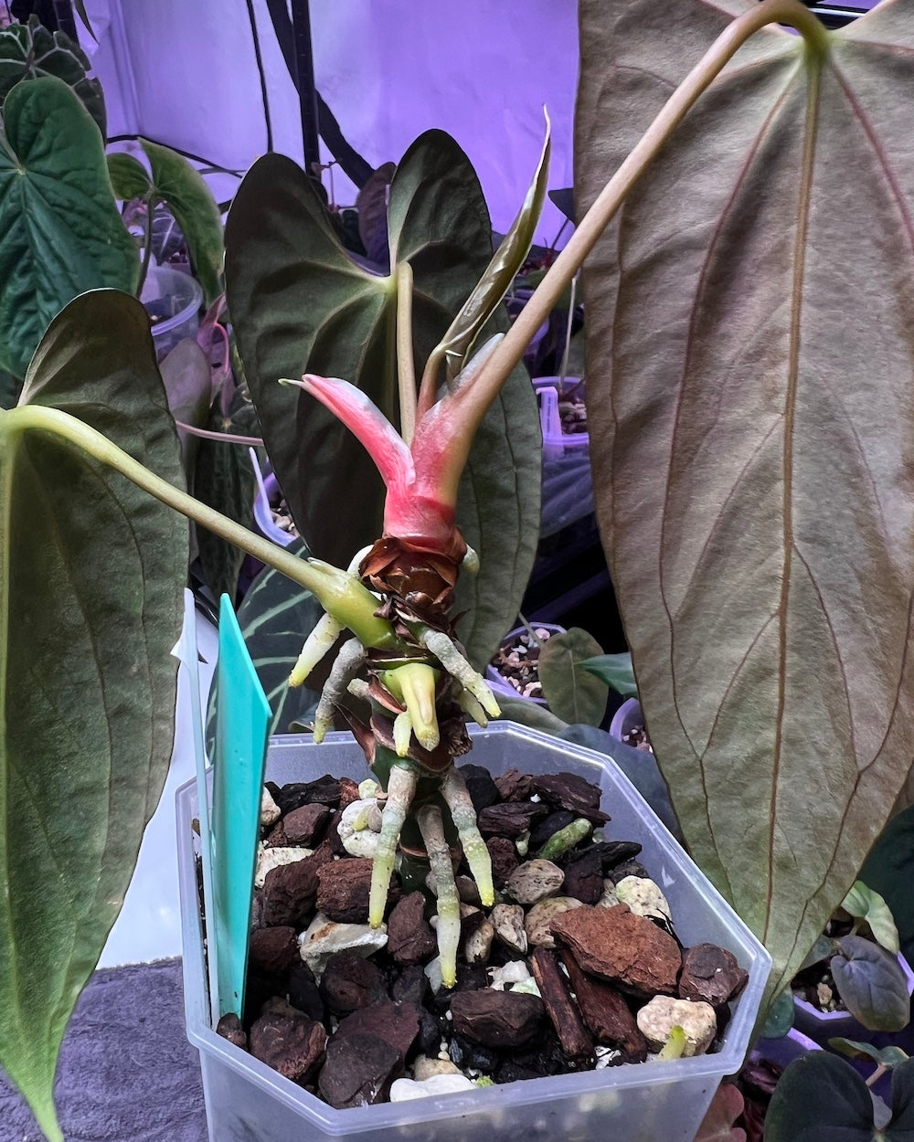 Anthurium papillilaminum Marie X papillilaminum FSxRL flat (Grim Reaper)