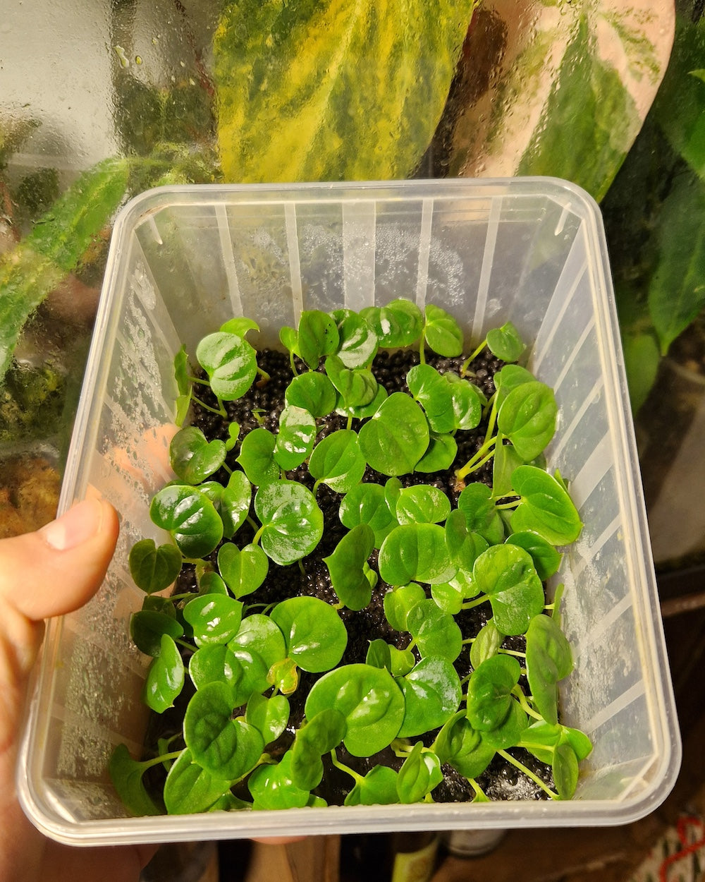 Anthurium papillilaminum T7 x kunayalense T1
