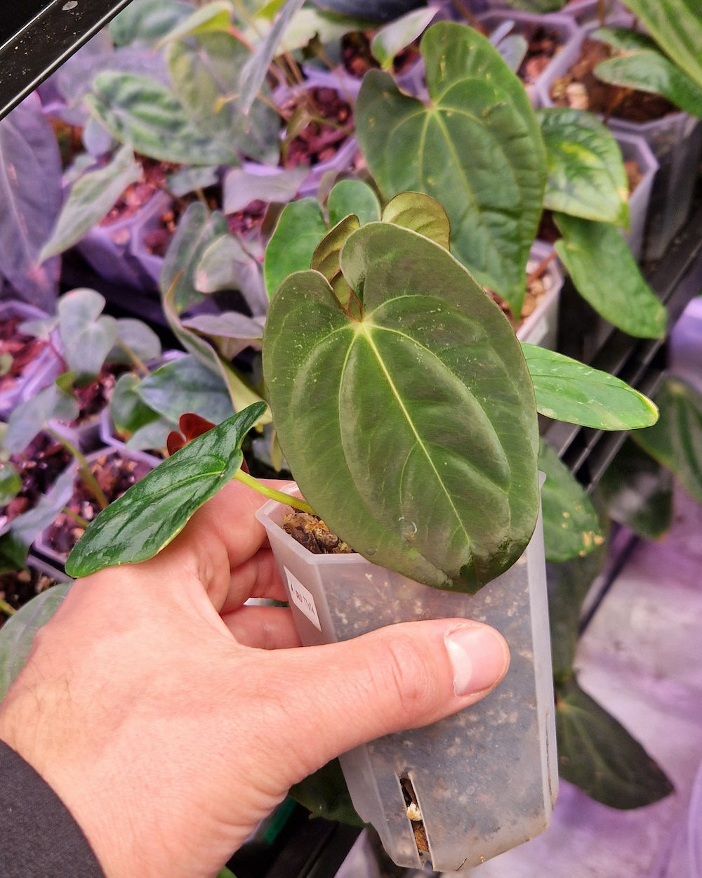 Anthurium papillilaminum T7 x papillilaminum T4