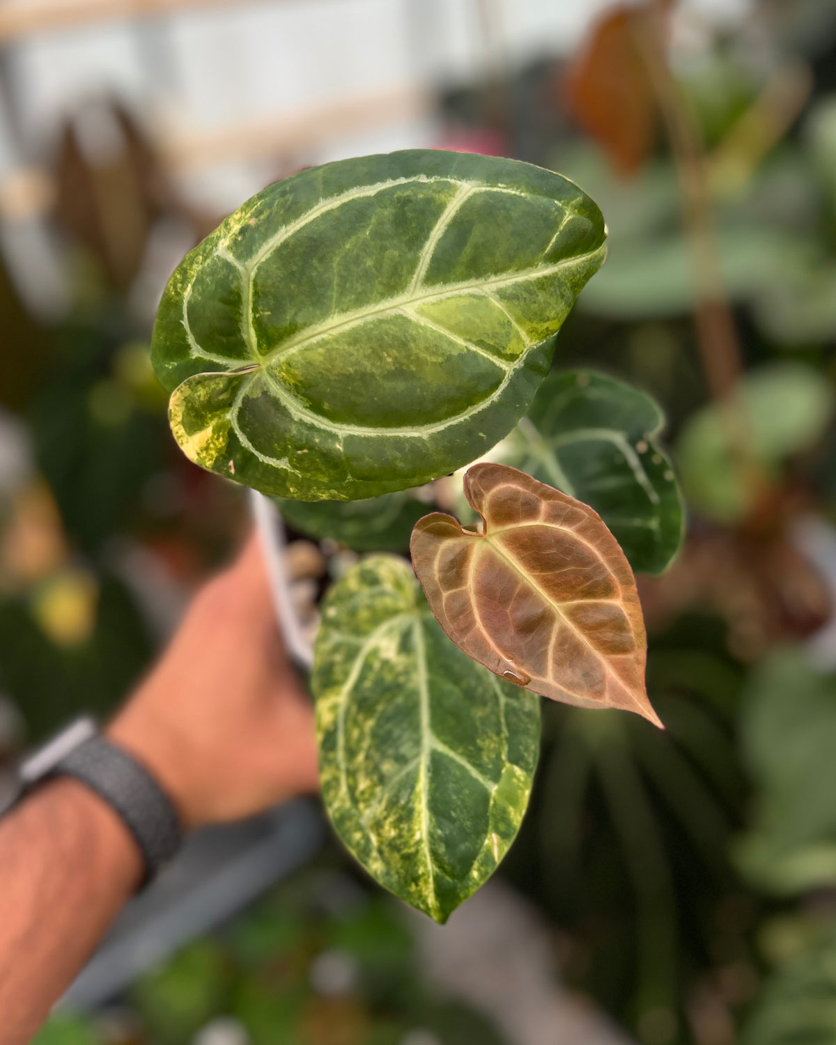 Papillilaminum Variegata x (Chocolate x Red Crystallinum)