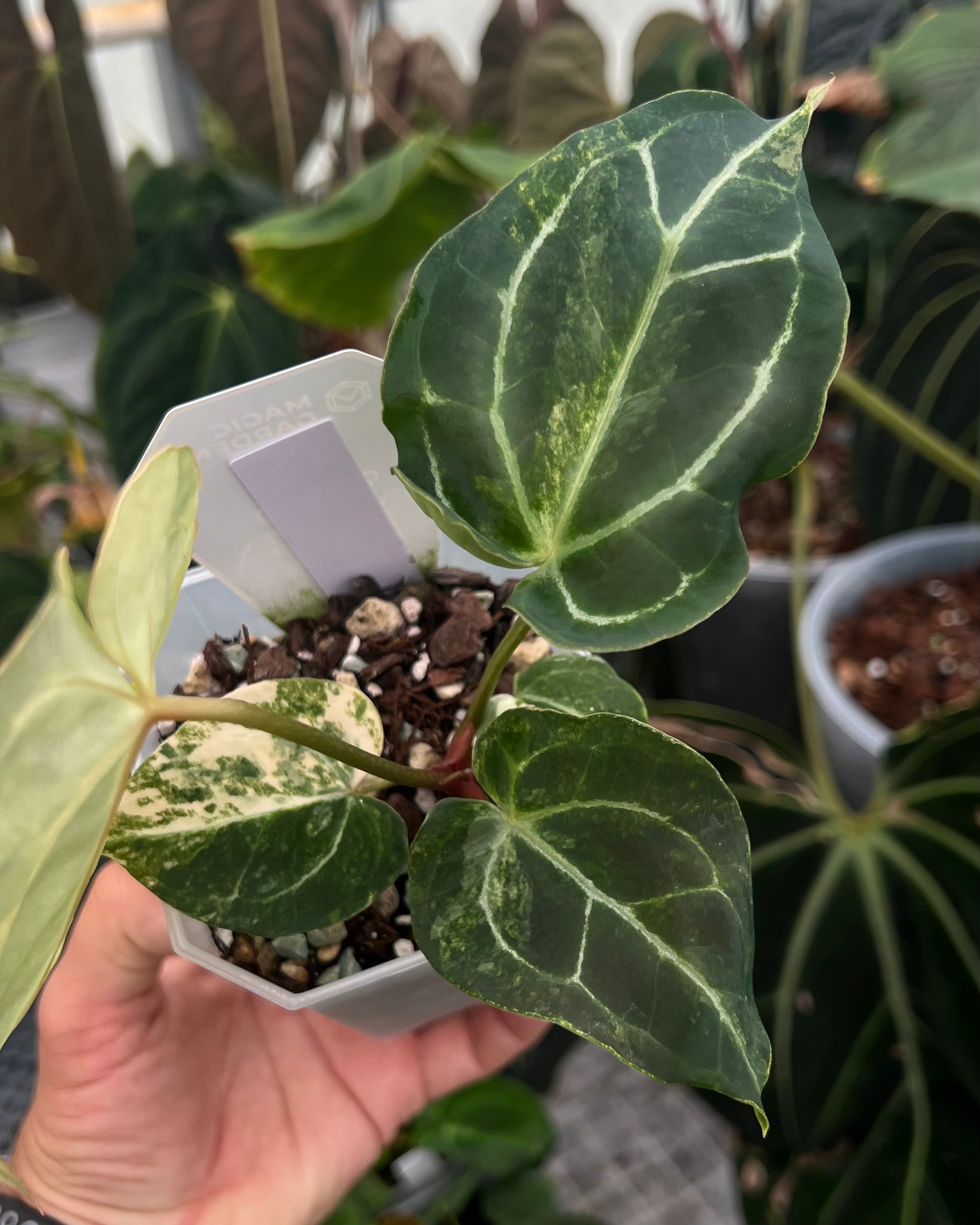 Papillilaminum Variegata x (Chocolate x Red Crystallinum)