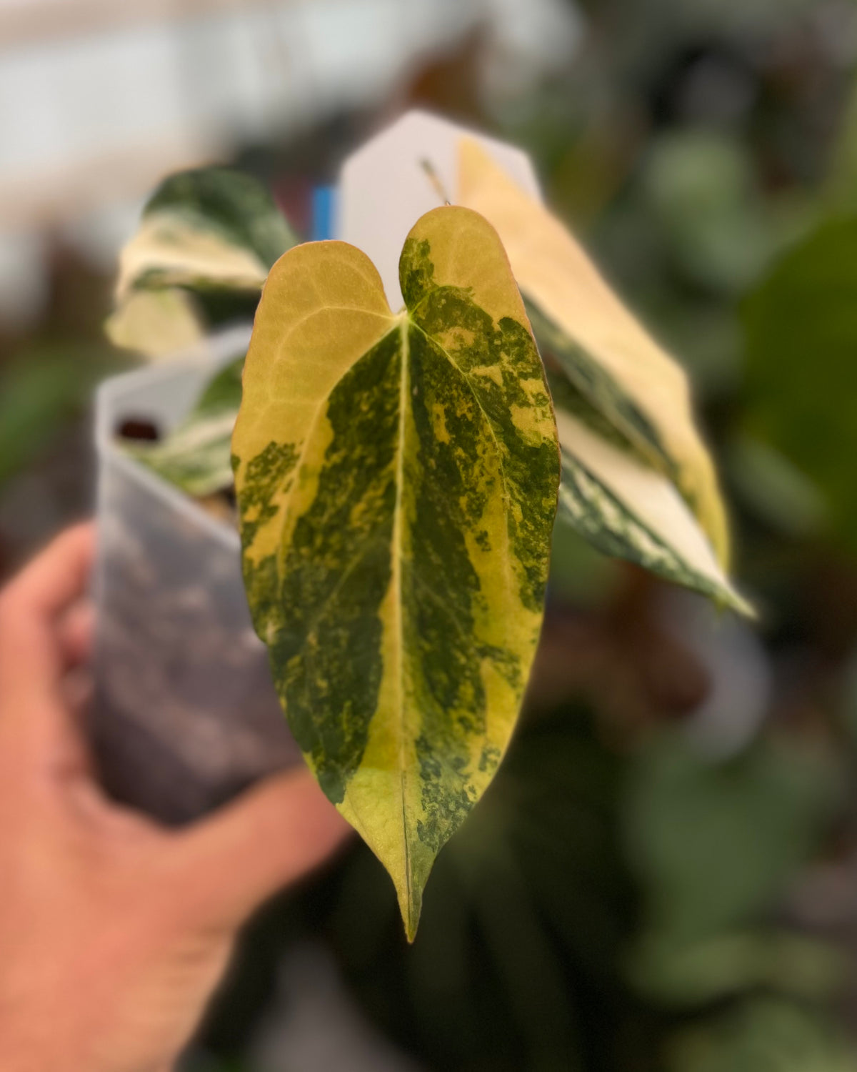 Papillilaminum Variegata x (Papillilaminum Fort Sherman x Ralph Lynam)