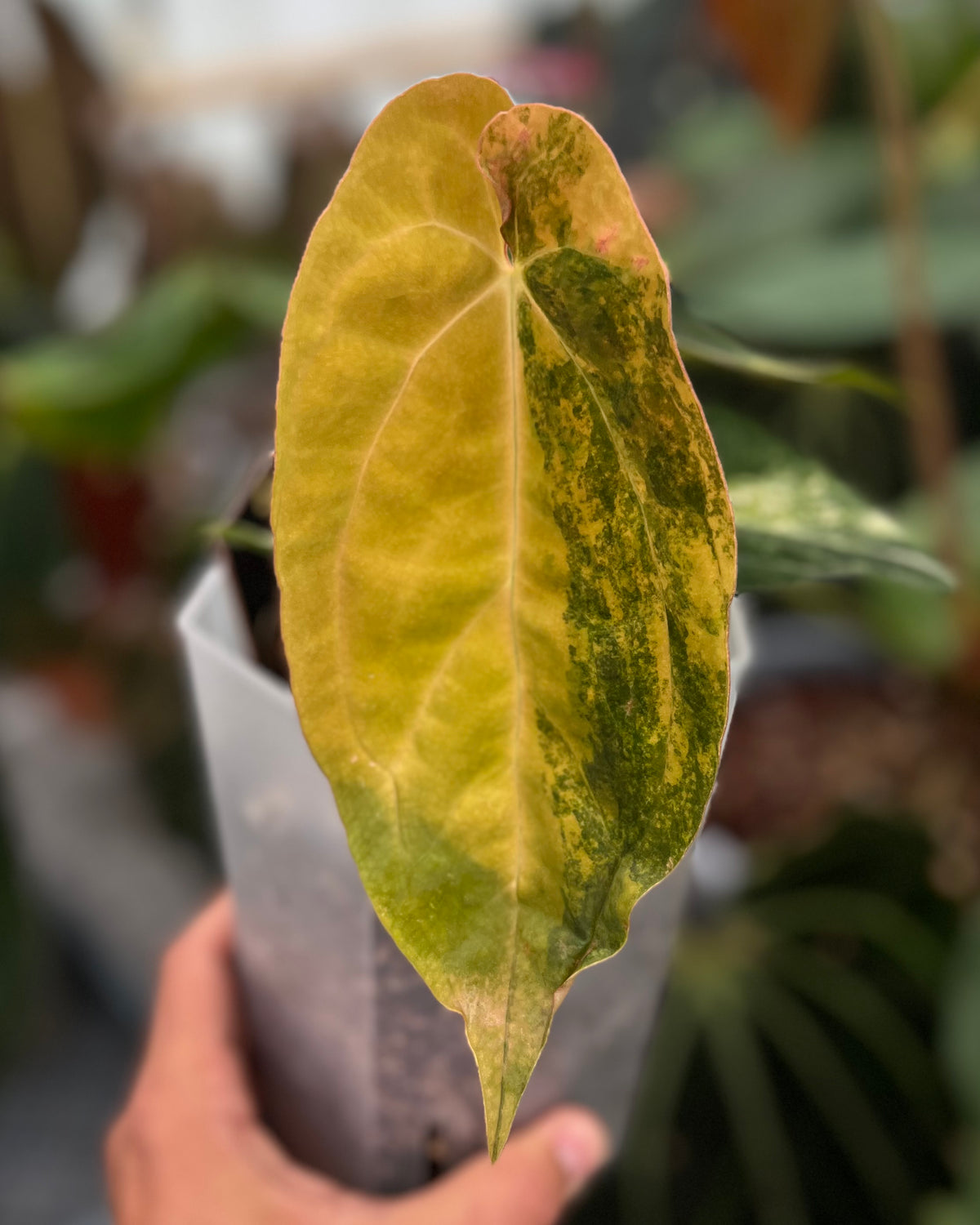 Papillilaminum Variegata x (Papillilaminum Fort Sherman x Ralph Lynam)