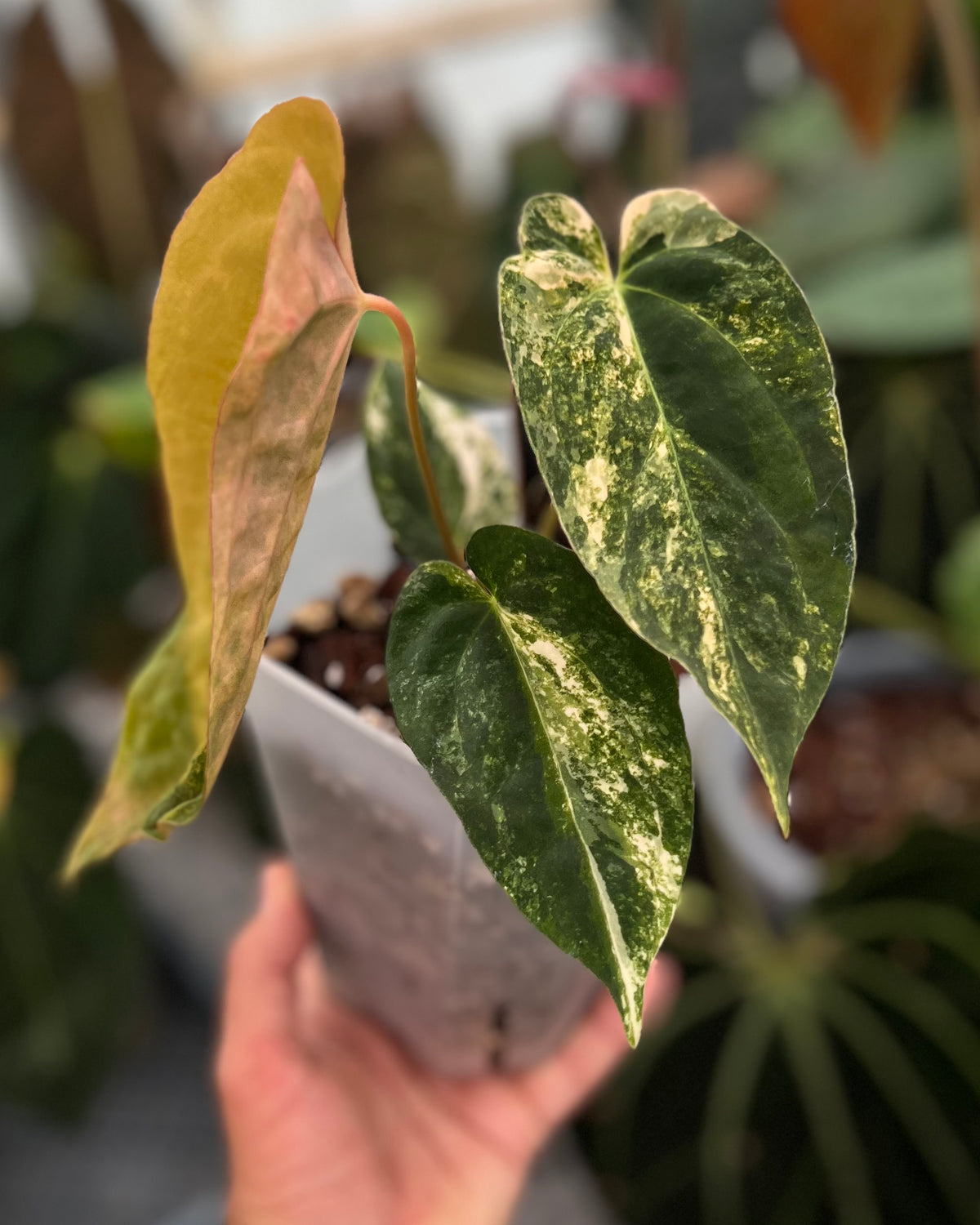 Papillilaminum Variegata x (Papillilaminum Fort Sherman x Ralph Lynam)