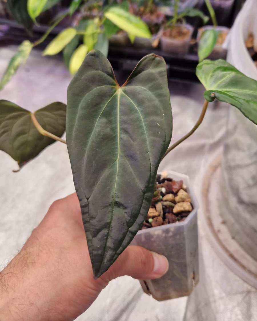 Anthurium besseae aff x papillilaminum Daniel