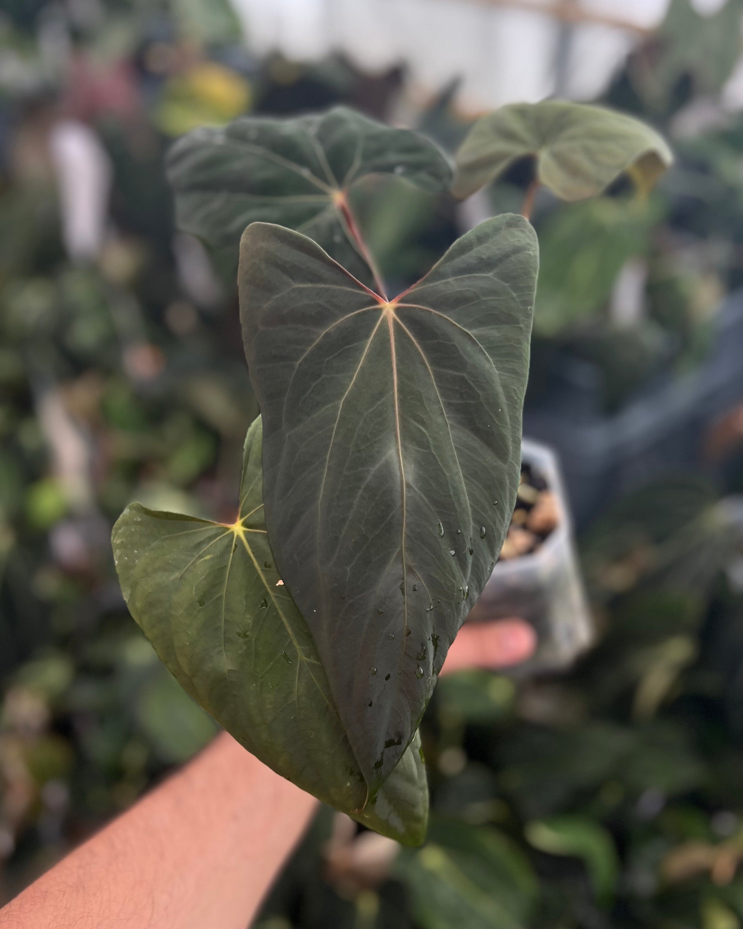Anthurium papillilaminum Ralph Lynam x Fort Sherman