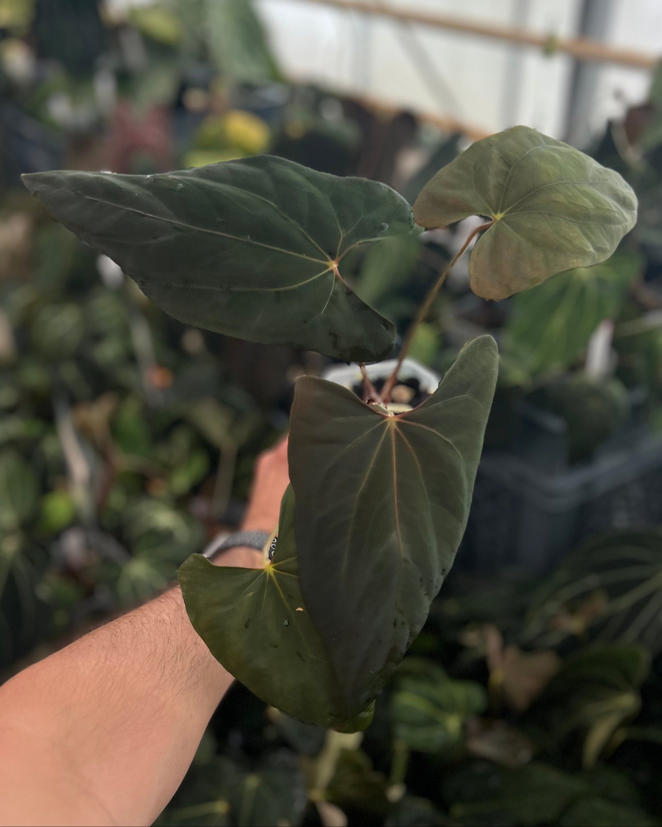 Anthurium papillilaminum Ralph Lynam x Fort Sherman