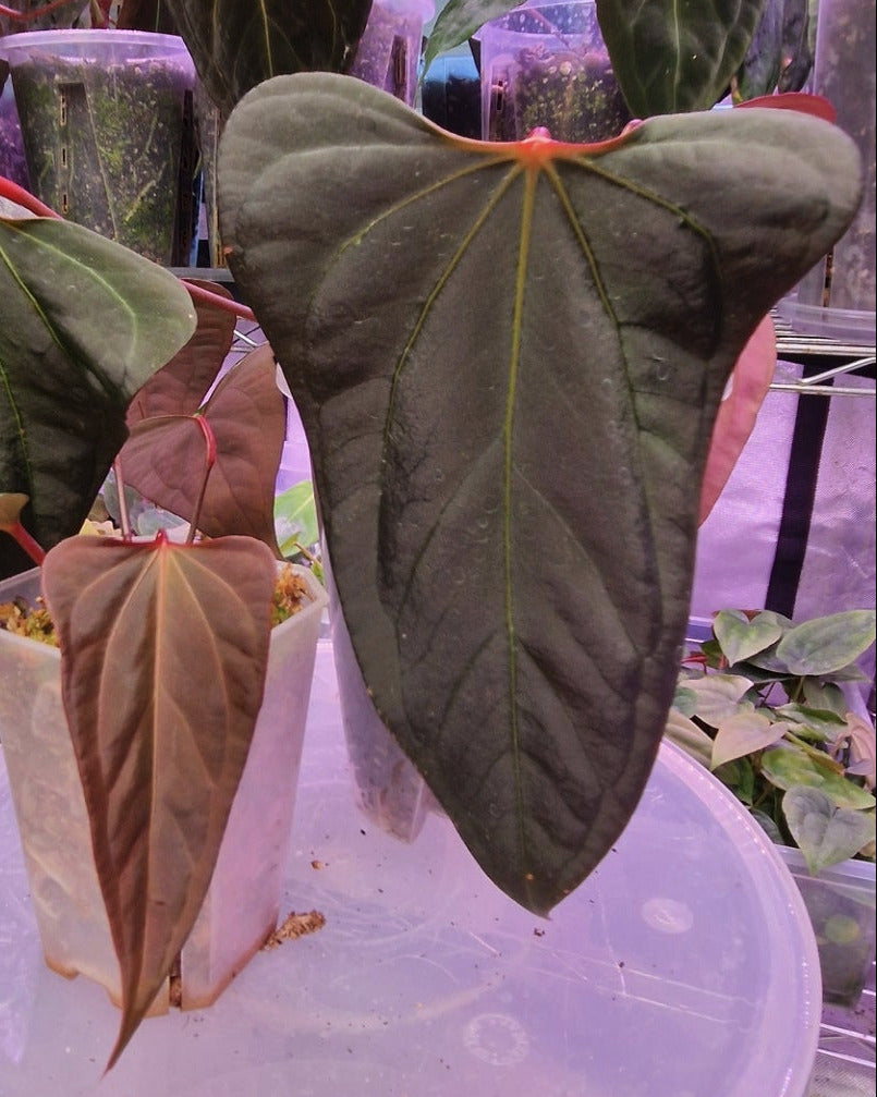 Anthurium papillilaminum 'Daniel' x 'Mr. Worldwide'