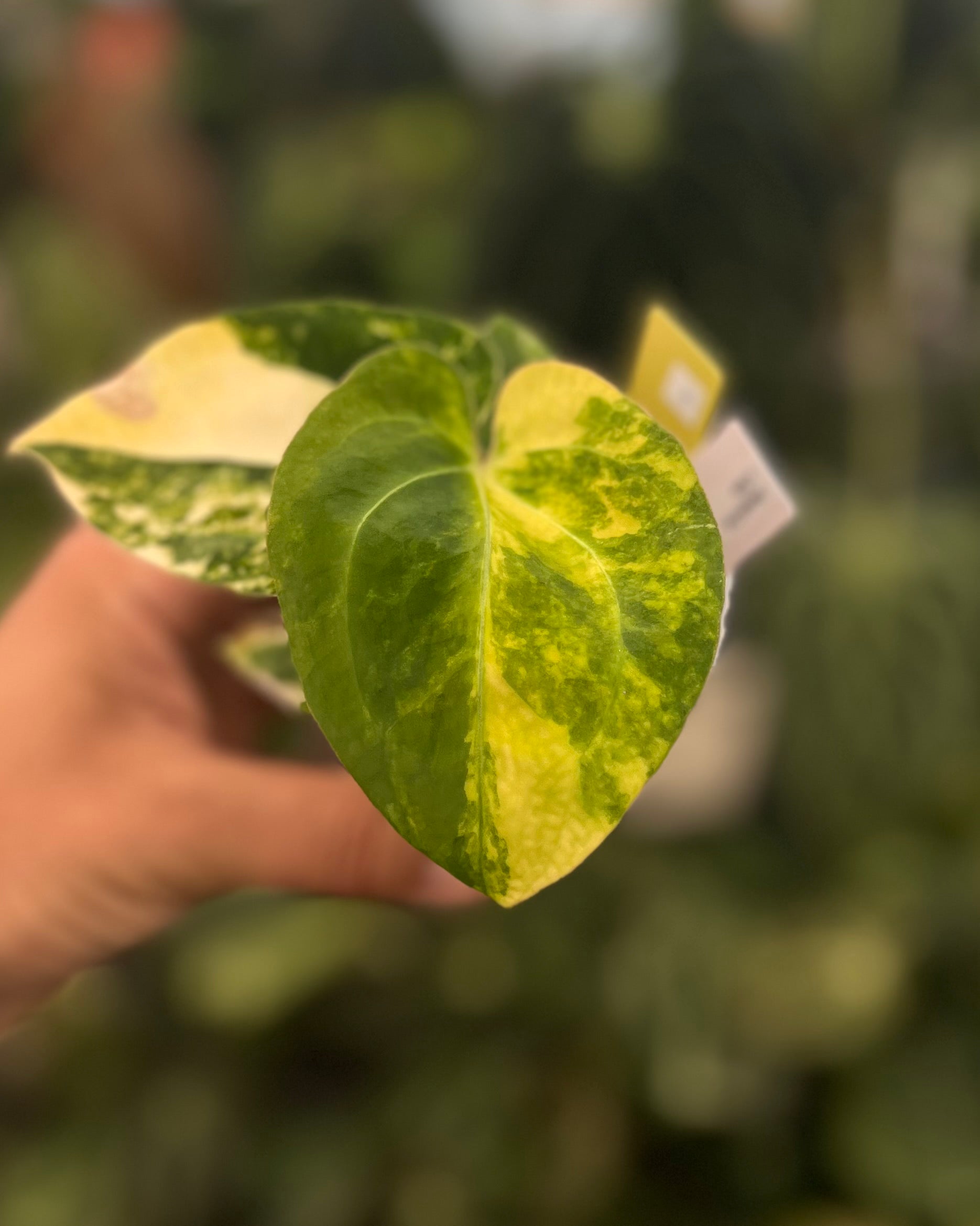 Anthurium Seppuku Variegata x Odin