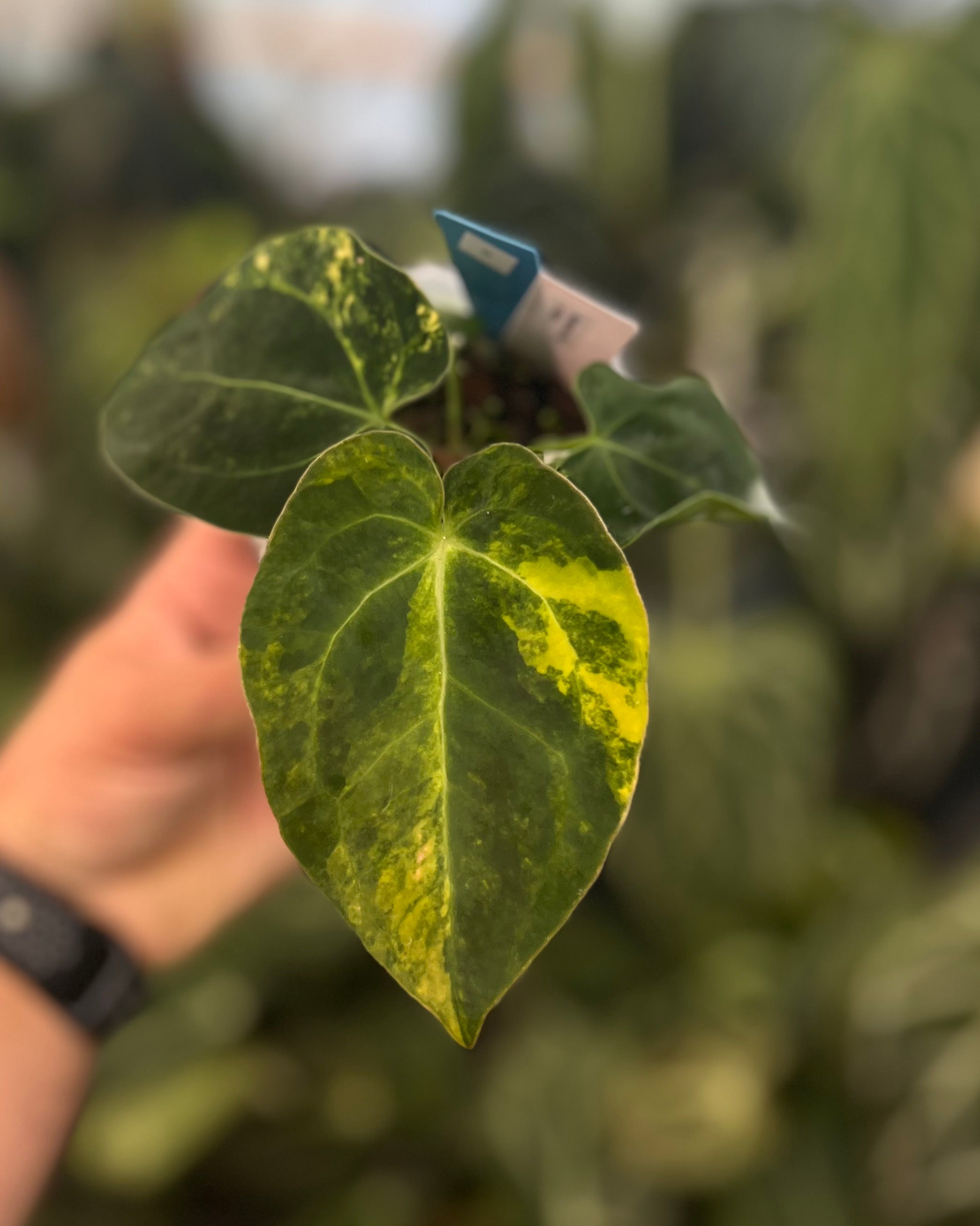 Anthurium Seppuku Variegata x Odin