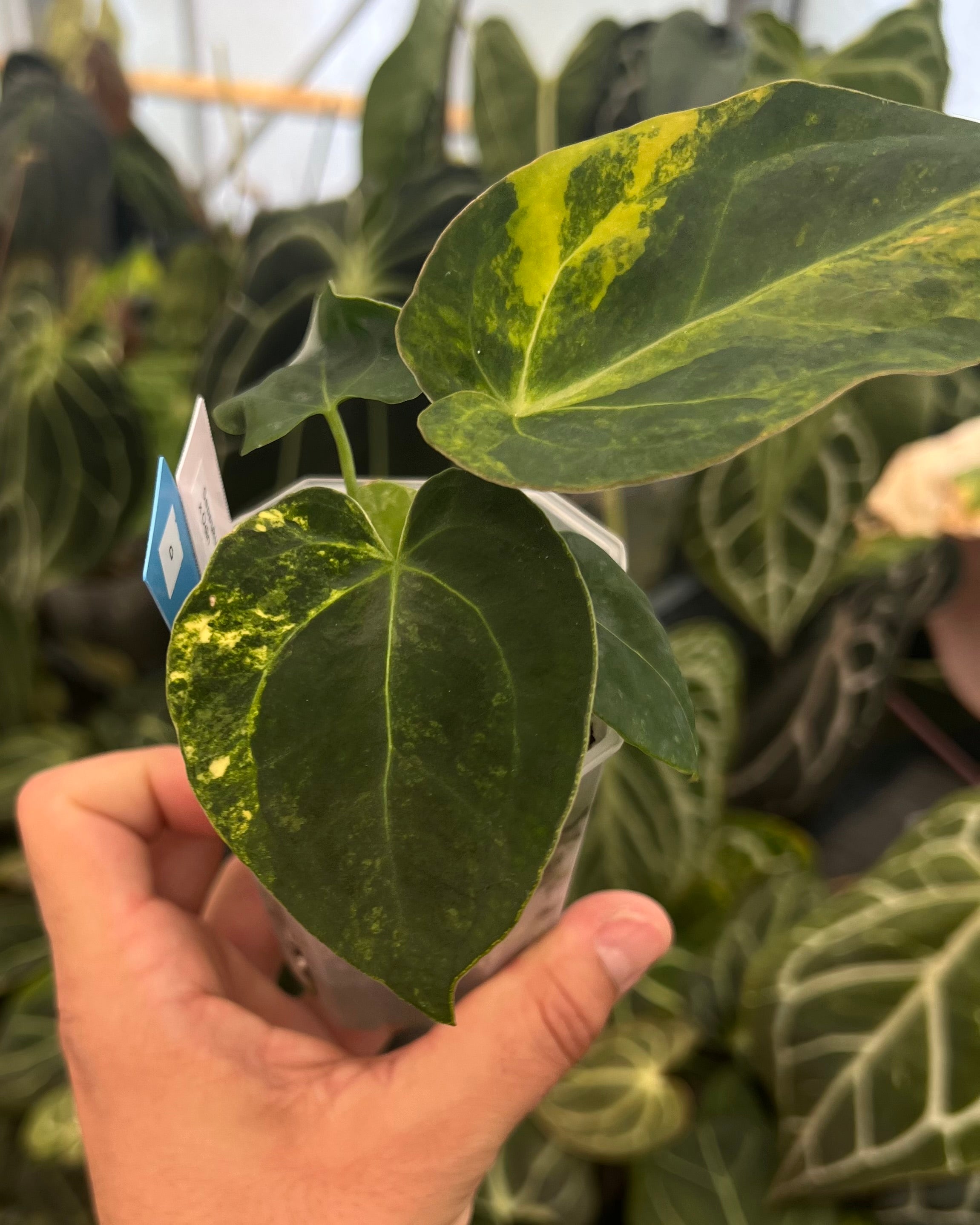 Anthurium Seppuku Variegata x Odin