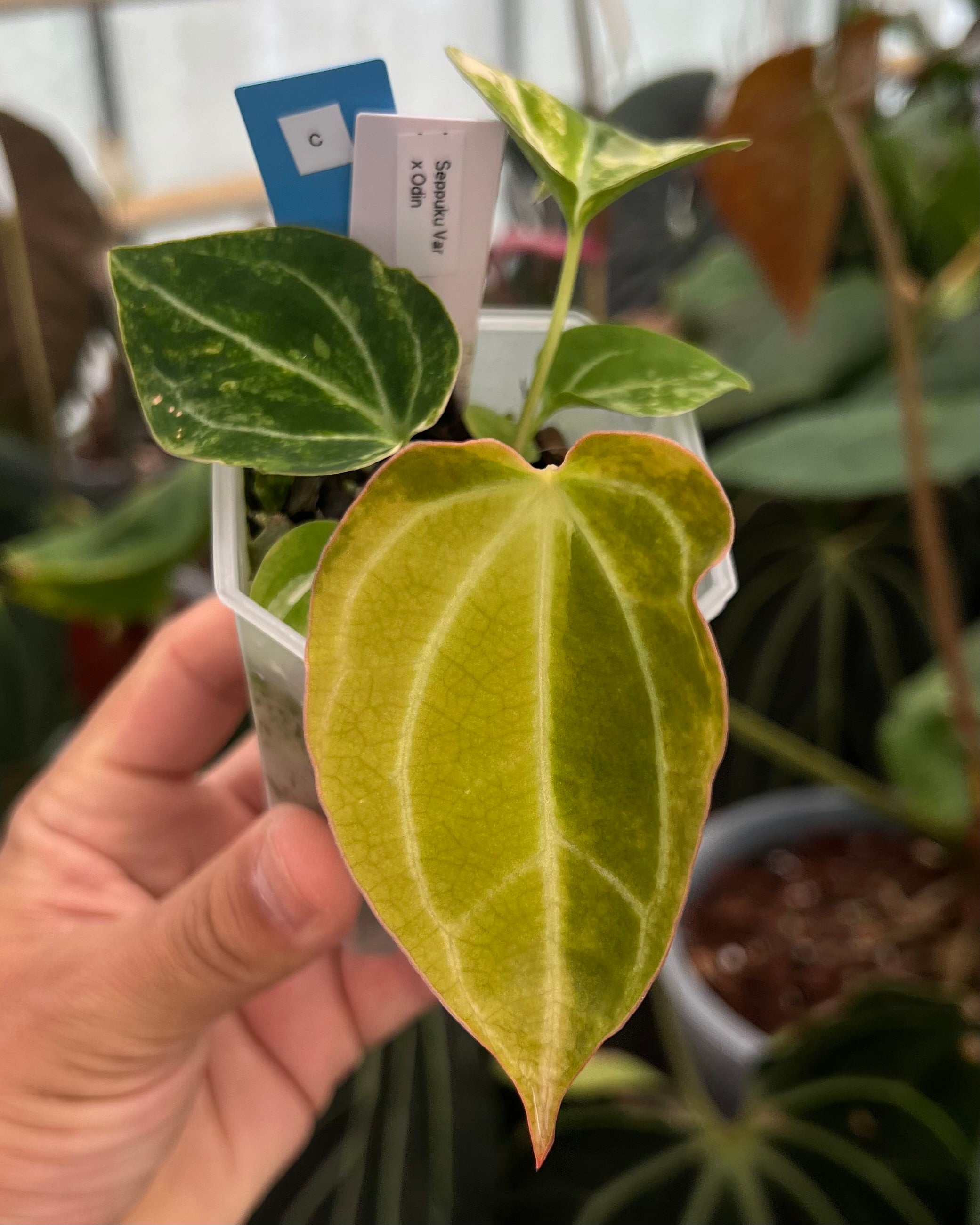Anthurium Seppuku Variegata x Odin