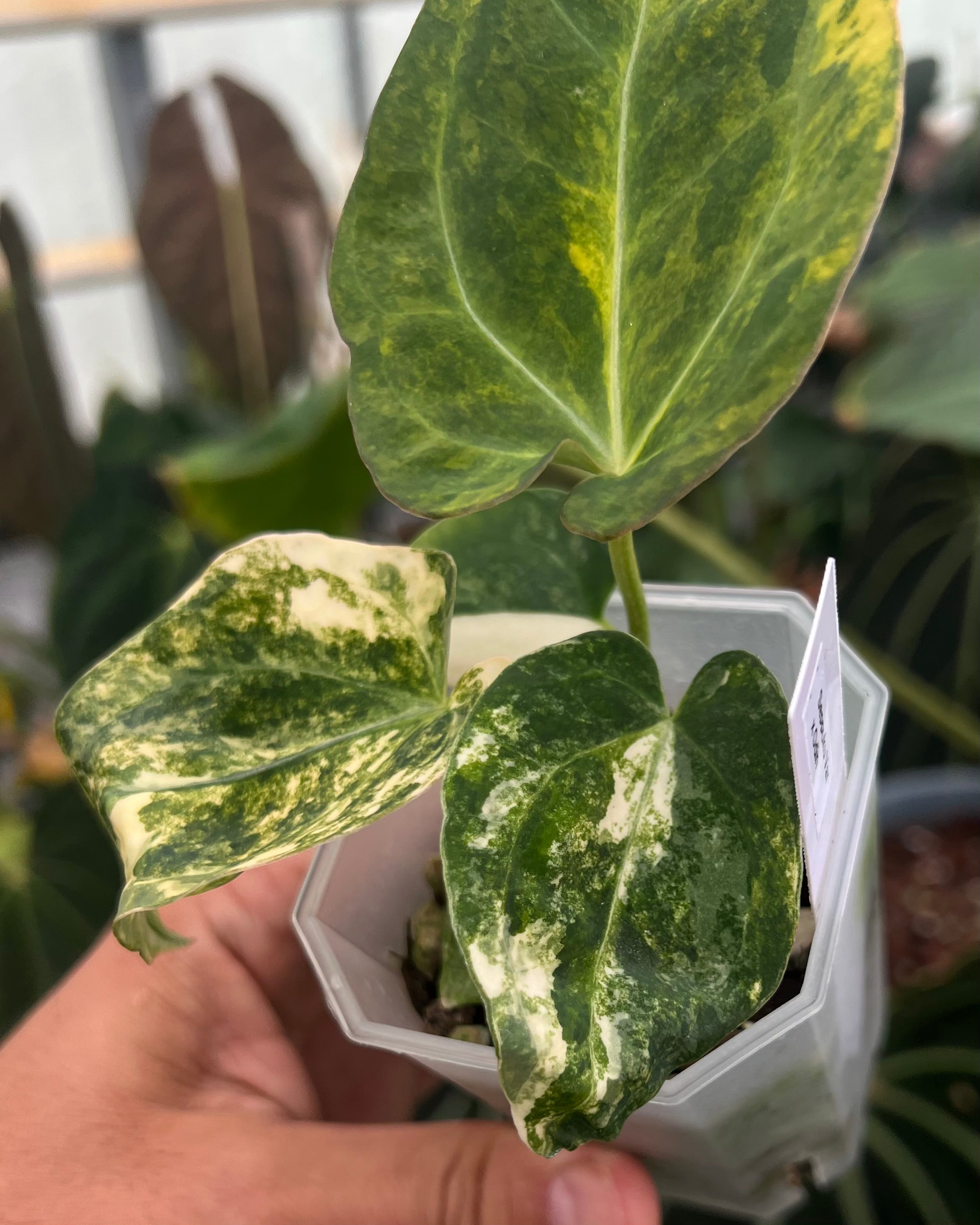 Anthurium Seppuku Variegata x Odin