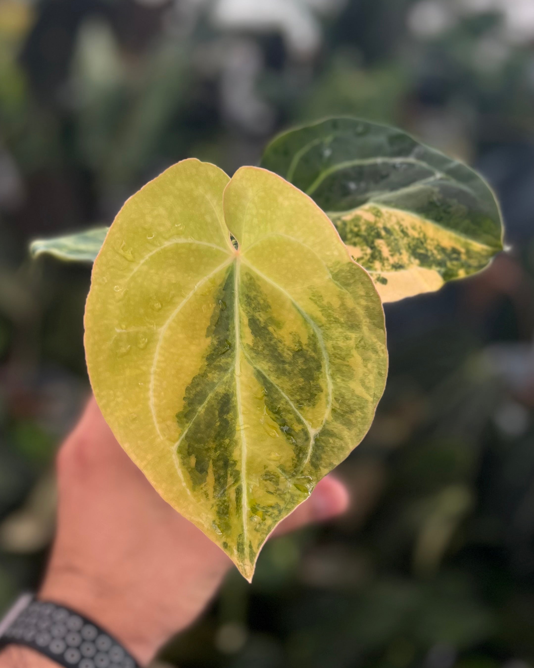 Anthurium Seppuku Variegata x Odin