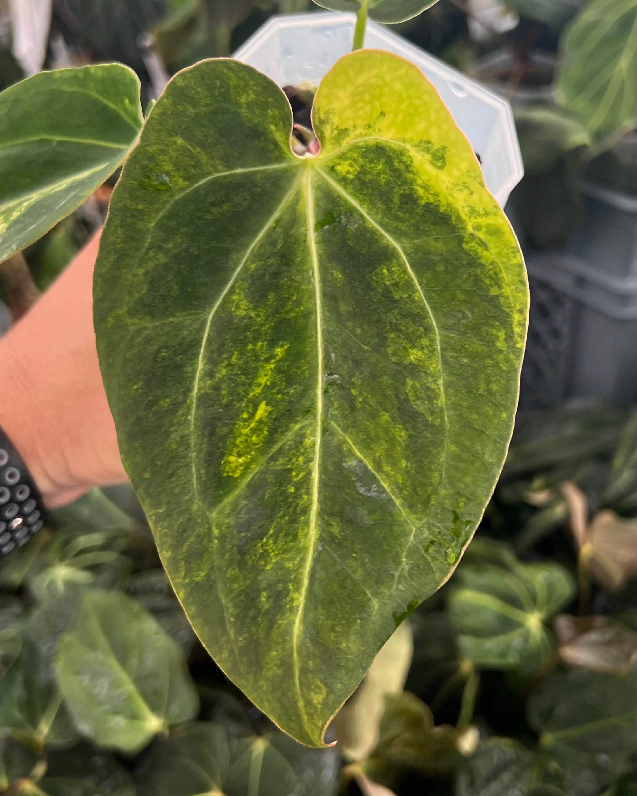 Anthurium Seppuku Variegata x Odin