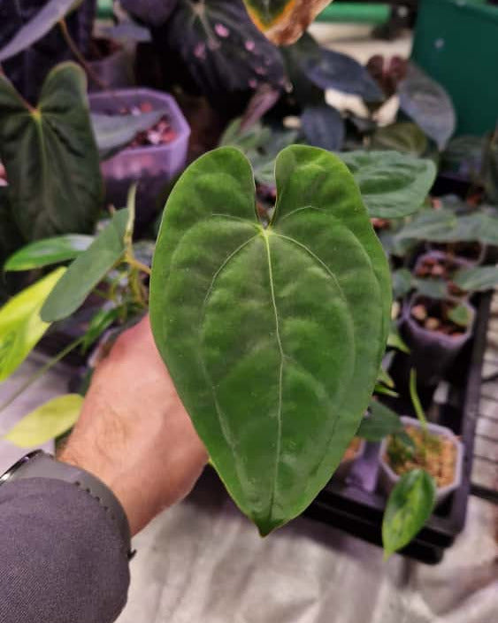 Anthurium papillilaminum T7 x papillilaminum T4