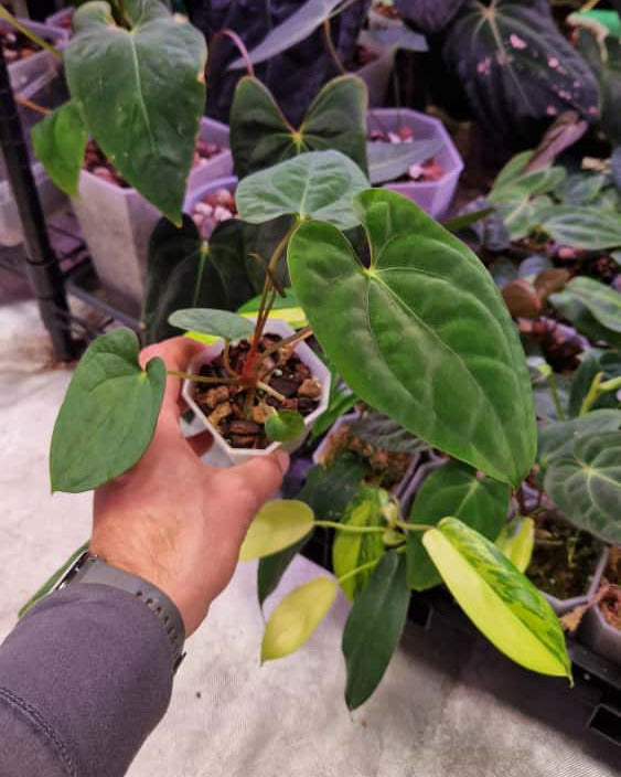 Anthurium papillilaminum T7 x papillilaminum T4