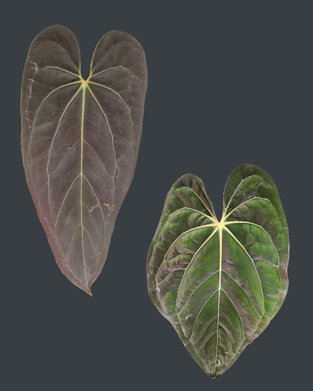Anthurium 'blue papillilaminum' S1 x carlapap