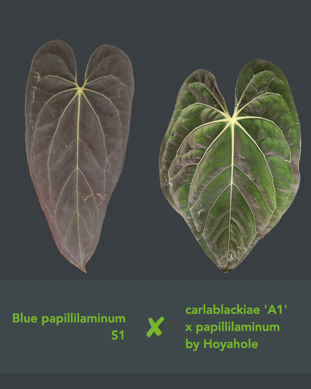 Anthurium 'blue papillilaminum' S1 x carlapap