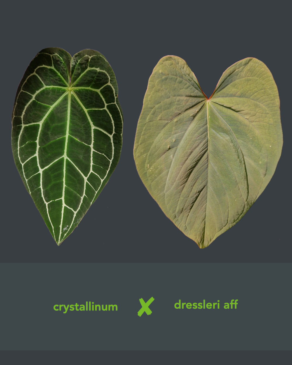 Anthurium crystallinum x dressleri aff