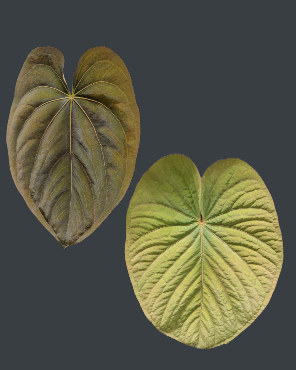 Anthurium dressleri T1 x kunayalense T1