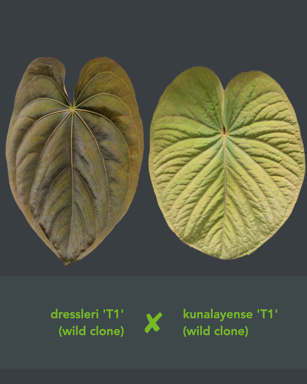Anthurium dressleri T1 x kunayalense T1