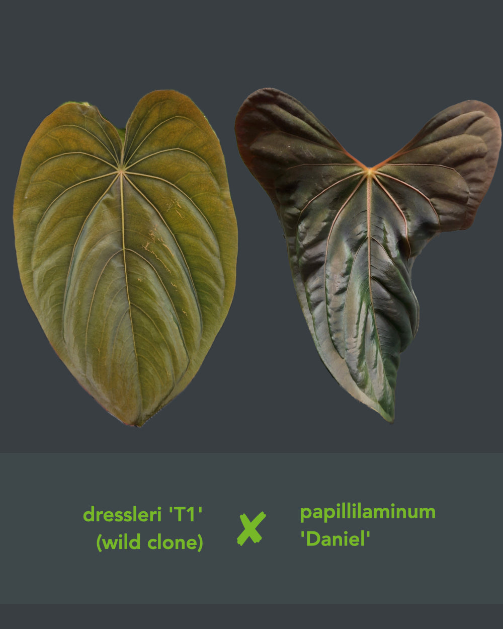 Anthurium dressleri T1 x papillilaminum Daniel