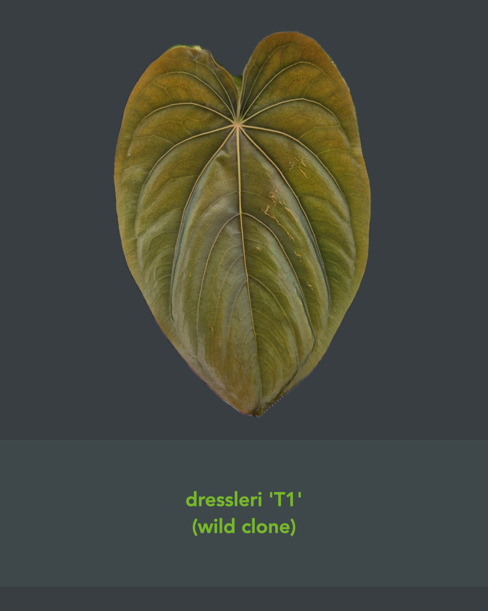 Anthurium dressleri T1 x papillilaminum Daniel