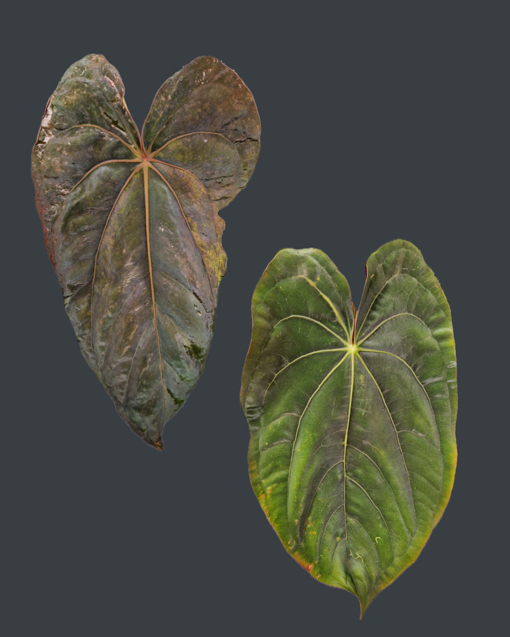 Anthurium Dressleri NSE variegata x Dressleri T2