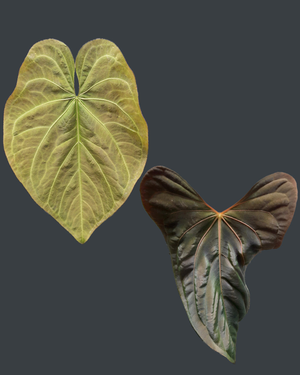 Anthurium Magnificum x Papillilaminum Daniel - Mutation
