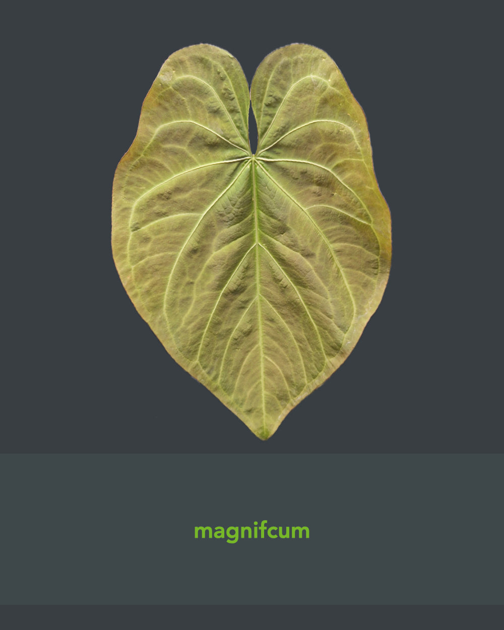 Anthurium Magnificum x Papillilaminum Daniel - Mutation