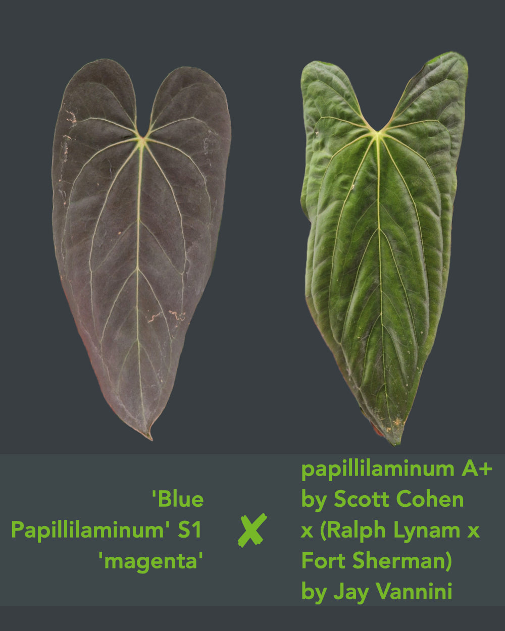 Anthurium blue papillilaminum S1 magenta x papillilaminum A+RLFS