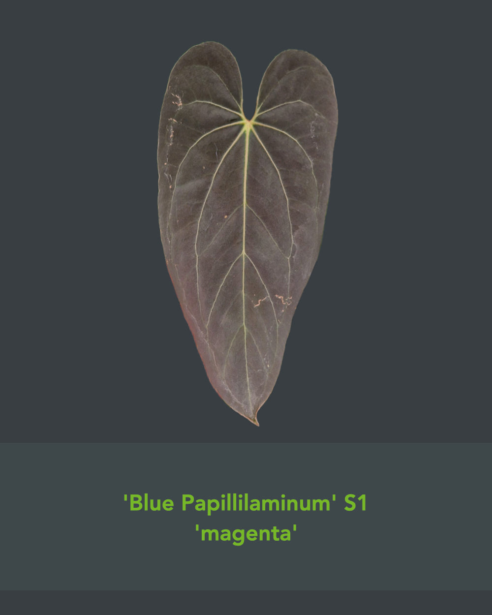 Anthurium blue papillilaminum S1 magenta x papillilaminum A+RLFS
