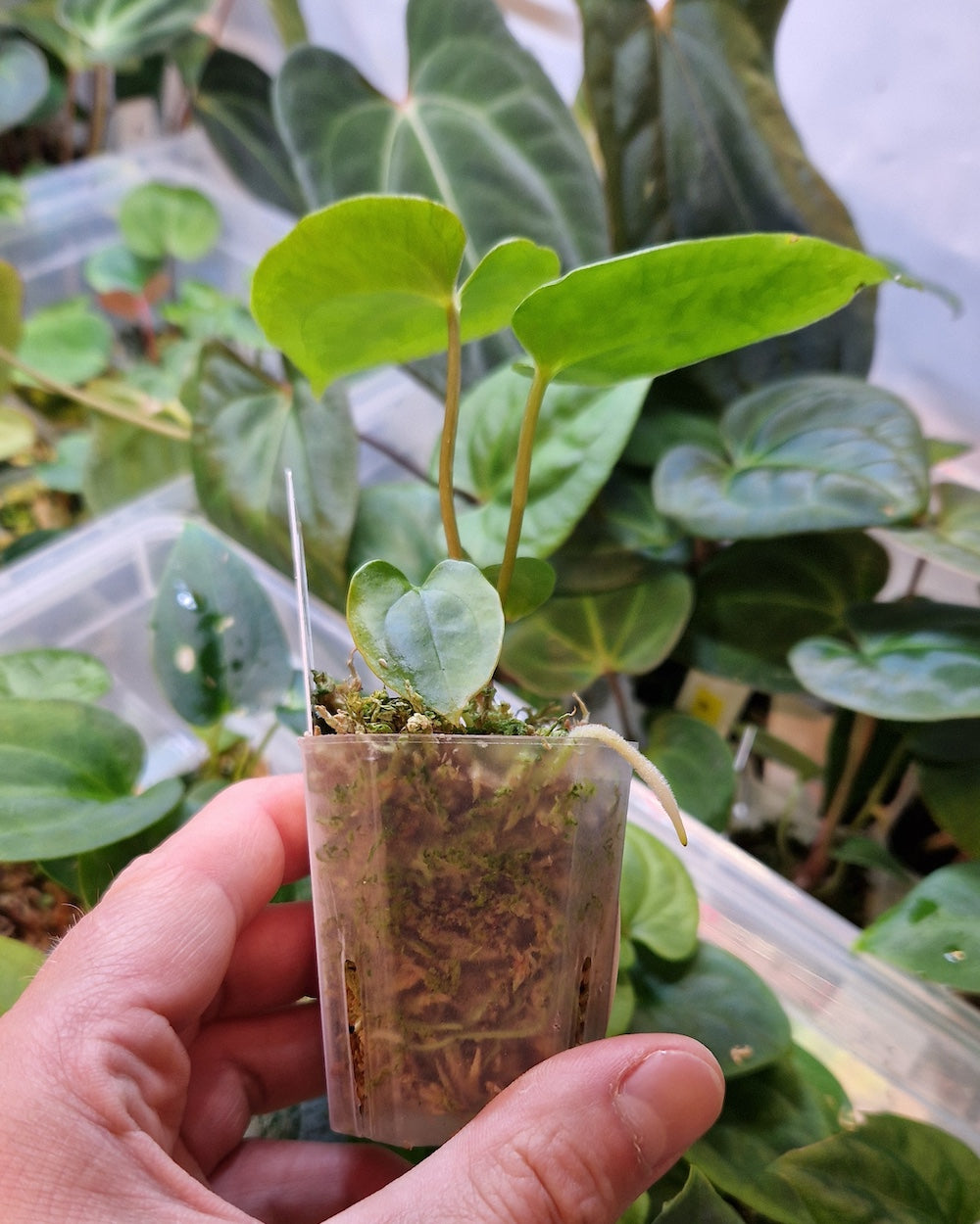 Anthurium blue papillilaminum S1 magenta x papillilaminum A+RLFS