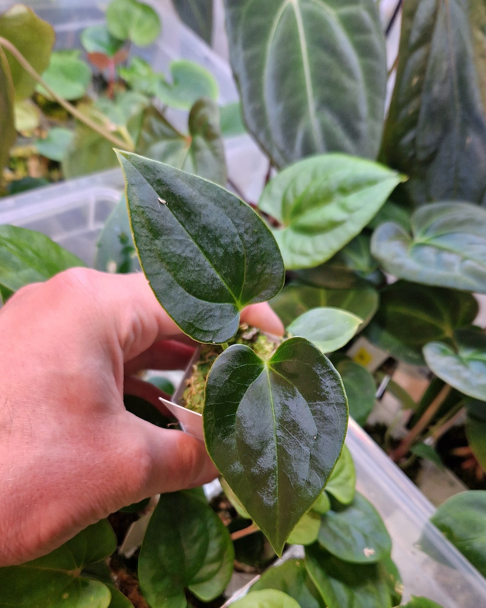 Anthurium blue papillilaminum S1 magenta x papillilaminum A+RLFS