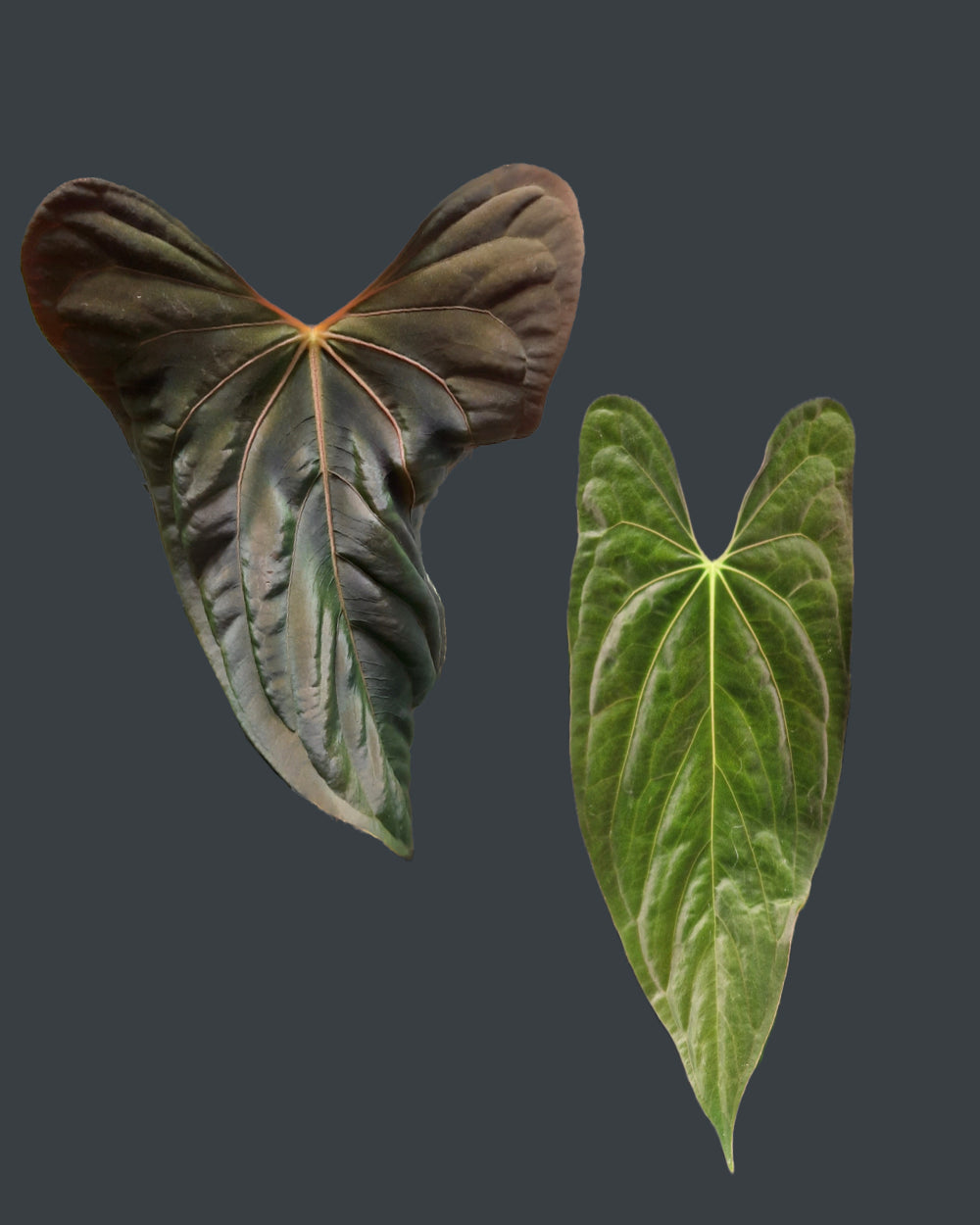 Anthurium papillilaminum Daniel x papillilaminum A+RLFS