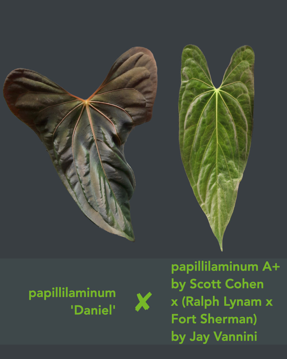 Anthurium papillilaminum Daniel x papillilaminum A+RLFS