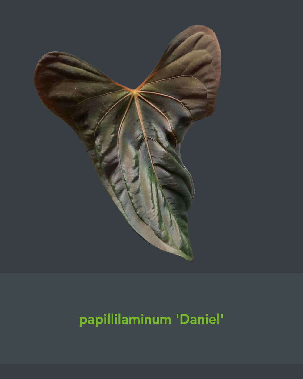 Anthurium papillilaminum Daniel x papillilaminum A+RLFS