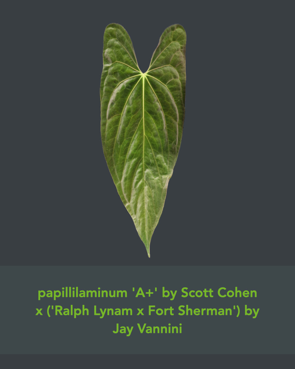 Anthurium papillilaminum Daniel x papillilaminum A+RLFS