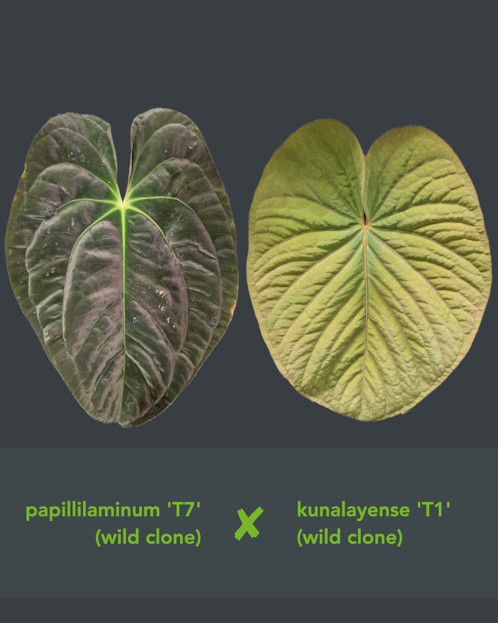 Anthurium papillilaminum T7 x kunayalense T1