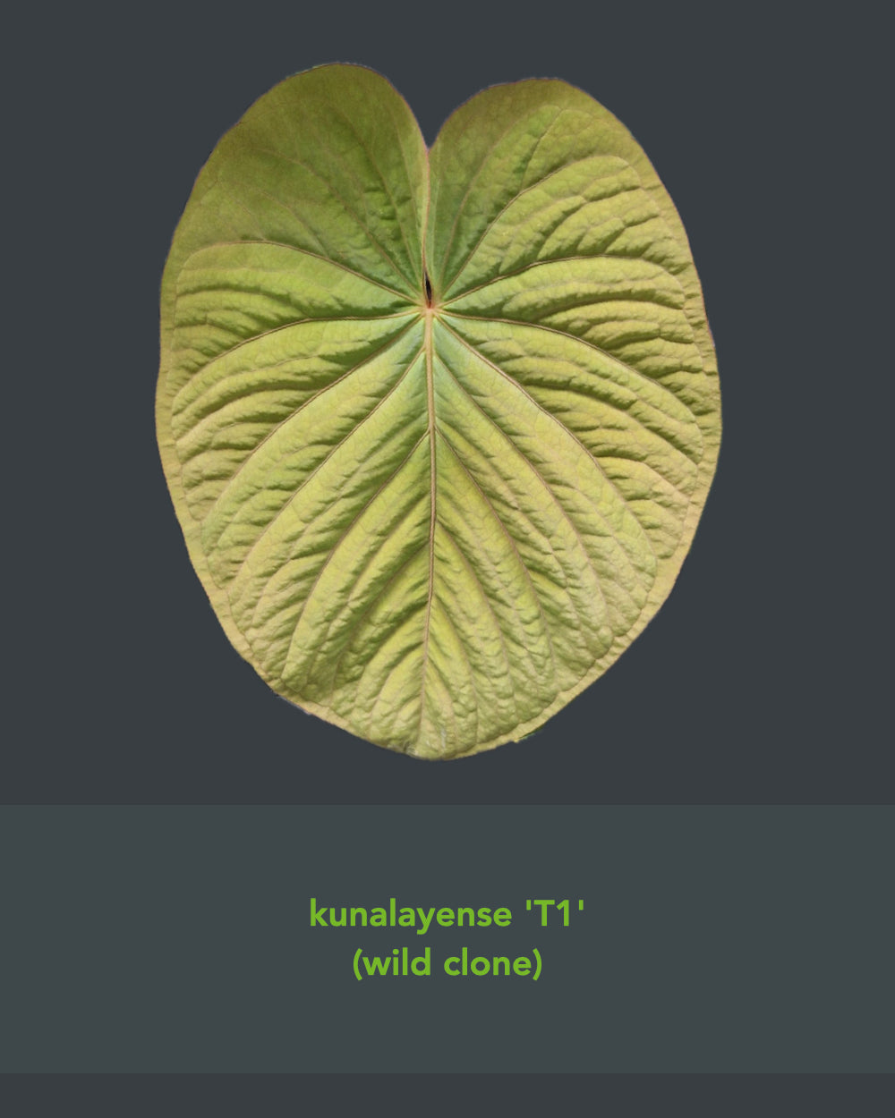 Anthurium papillilaminum T7 x kunayalense T1
