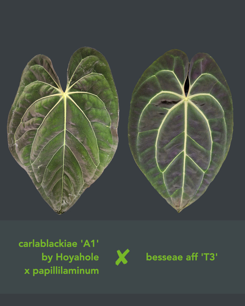 Anthurium (carlablackiae A1 x papillilaminum) x besseae aff T3