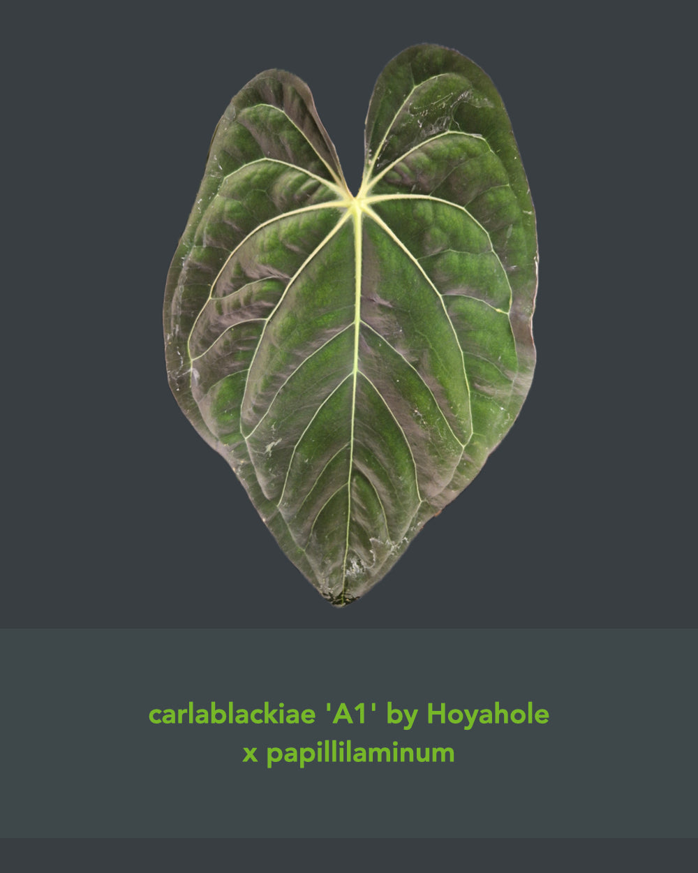 Anthurium (carlablackiae A1 x papillilaminum) x besseae aff T3