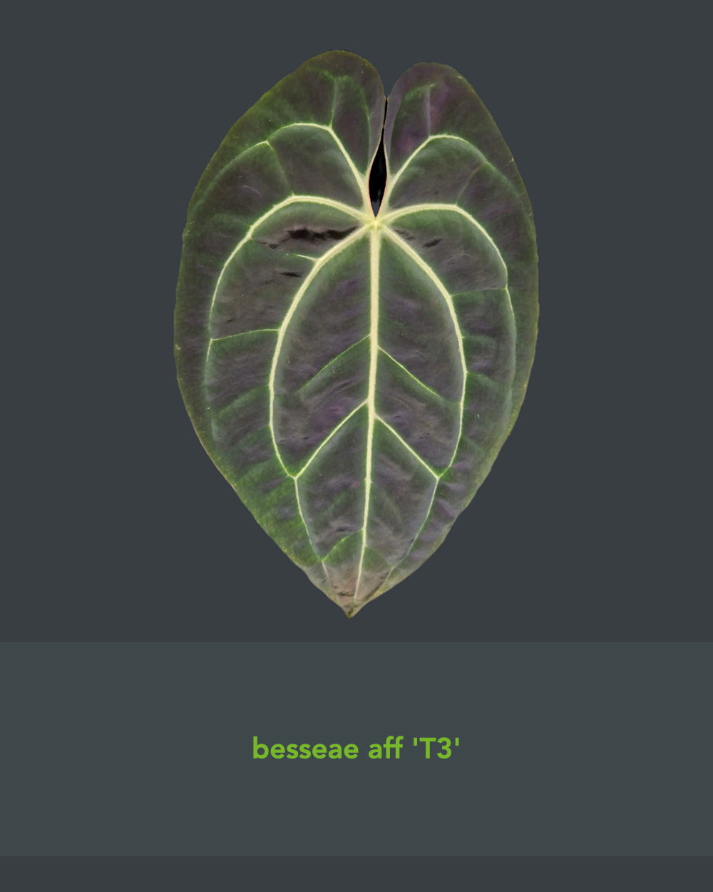 Anthurium (carlablackiae A1 x papillilaminum) x besseae aff T3
