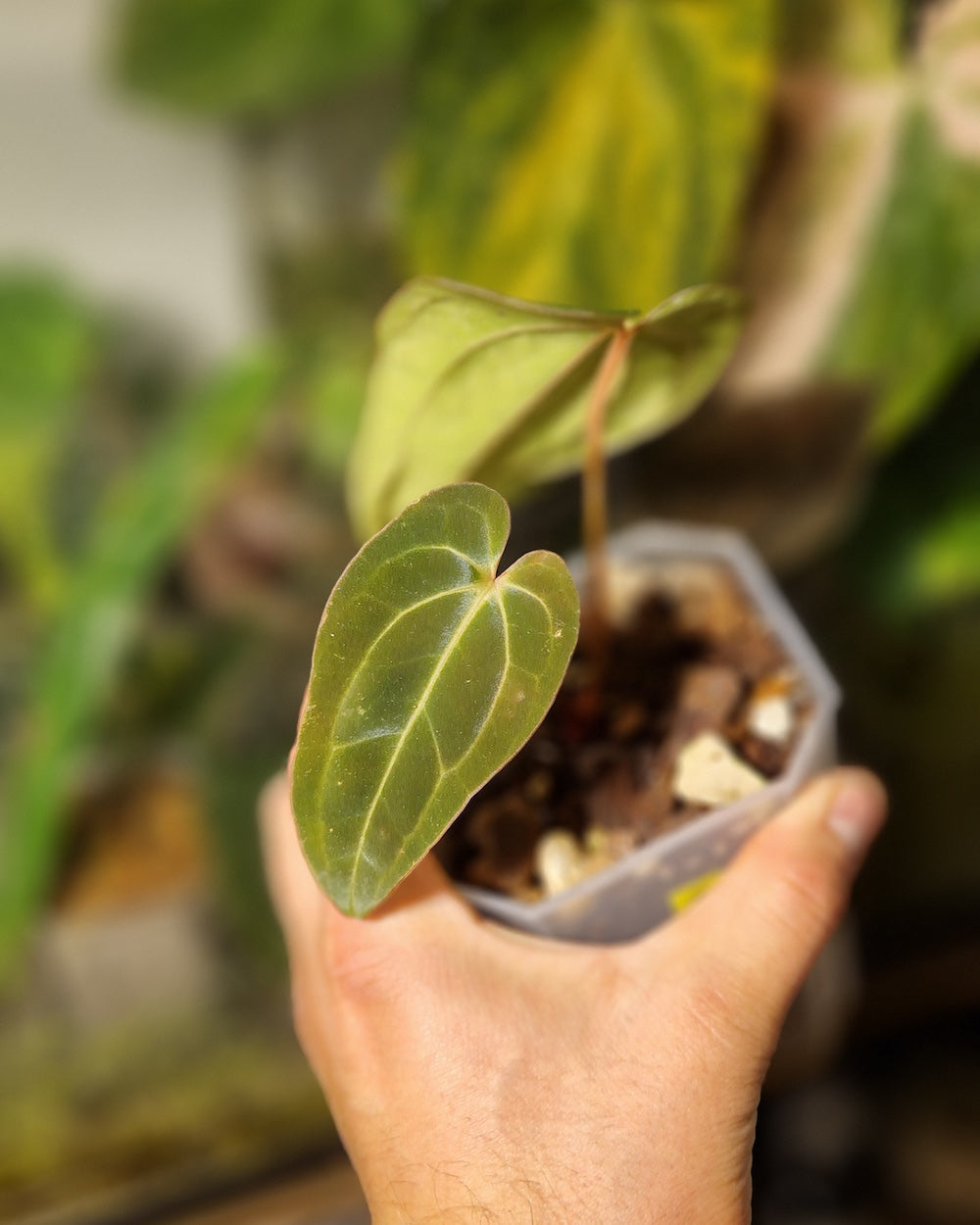 Anthurium (carlablackiae A1 x papillilaminum) x besseae aff T3