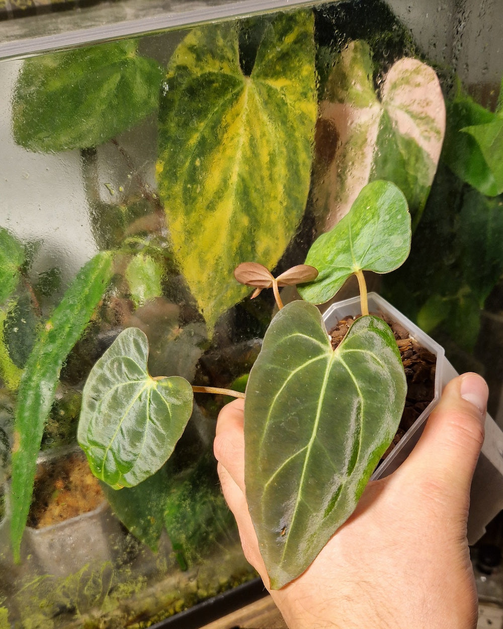 Anthurium (carlablackiae A1 x papillilaminum) x besseae aff T3